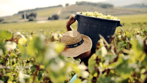 Quinta do Gradil Harvest