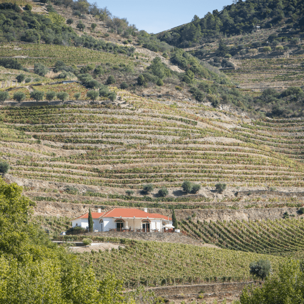 A imagem retrata a Quinta do Bomfim, uma propriedade vinícola de renome no Vale do Douro, em Portugal. Colinas ondulantes cobertas de videiras meticulosamente mantidas estendem-se pela paisagem, com o rio Douro a serpentear pelo vale abaixo. Os edifícios da propriedade, uma mistura de arquitetura tradicional e moderna, estão aninhados entre as vinhas, rodeados por uma vegetação luxuriante e beleza paisagística. O céu acima é claro e luminoso, acentuando as cores vibrantes das vinhas e a atmosfera serena e pitoresca da região.