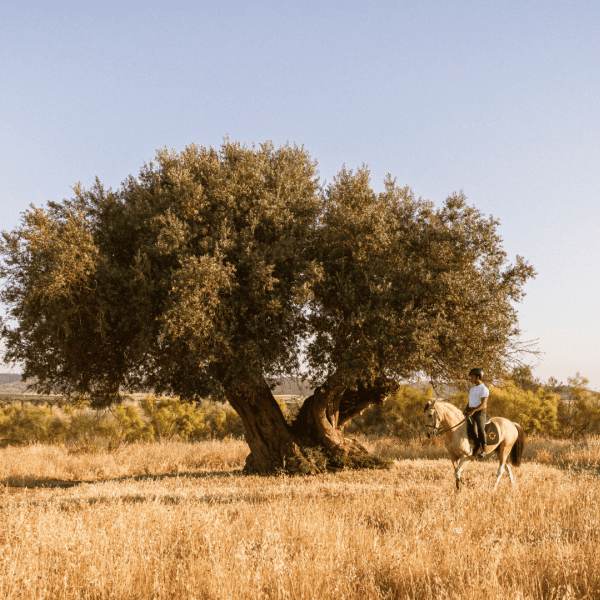 São Lourenço do Barrocal Horseback Riding