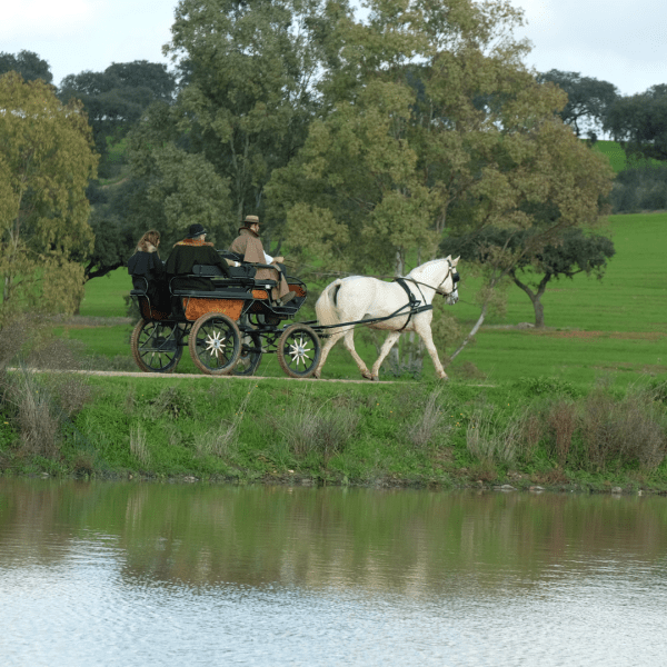 Herdade da Malhadinha Nova Passeio de Charriot