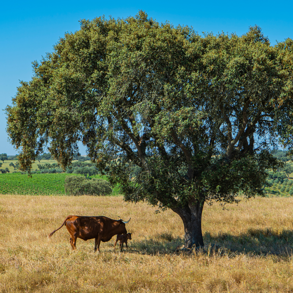 Herdade da Malhadinha Nova 