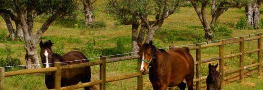 Herdade Grous - Horse Riding on the Vineyards